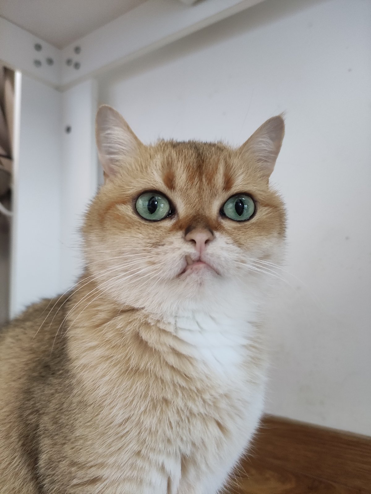 Golden cat with green eyes photographed in Bar, Montenegro