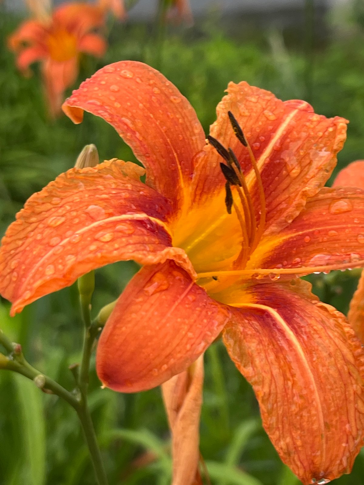 Water-dotted orange daylily, close up in Chaikovsky