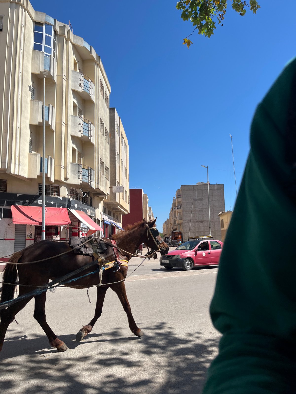 Horse-drawn carriage spotted on Fez street