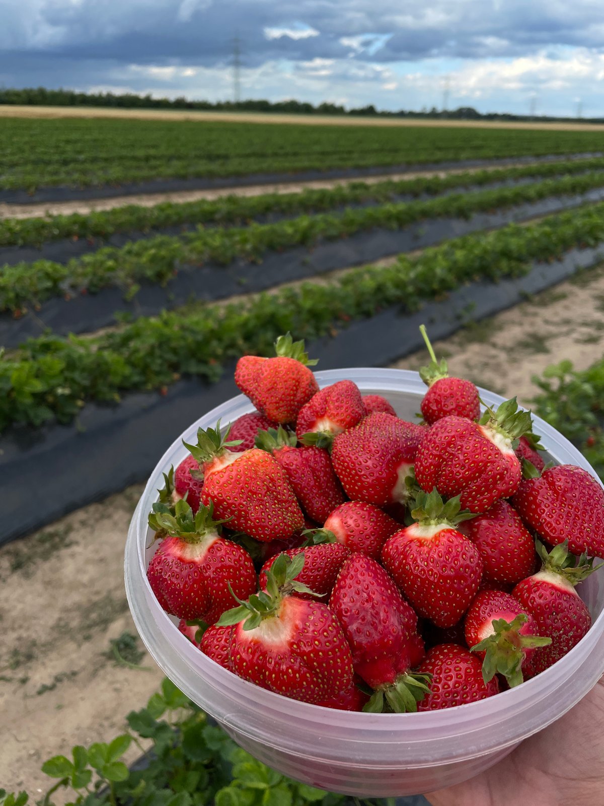 Summer fruit harvest documented across multiple agricultural locations