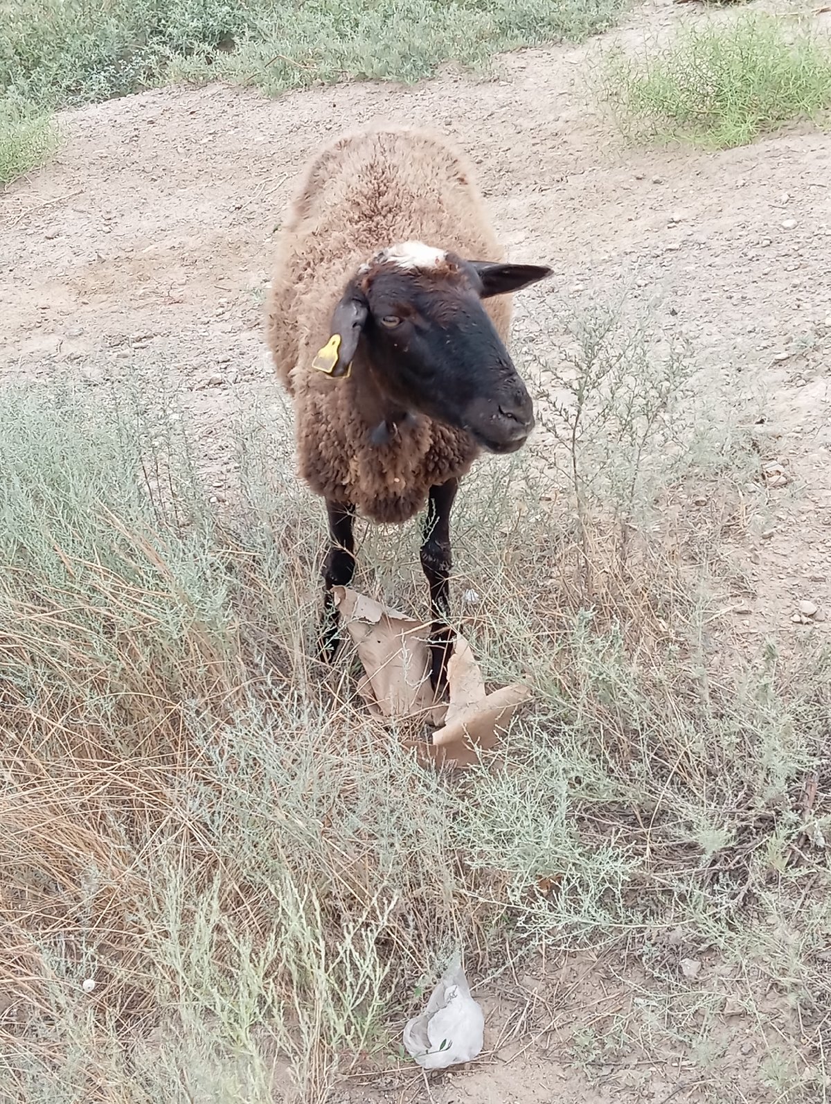 Sheep and camel grazing near industrial outskirts of Aktau