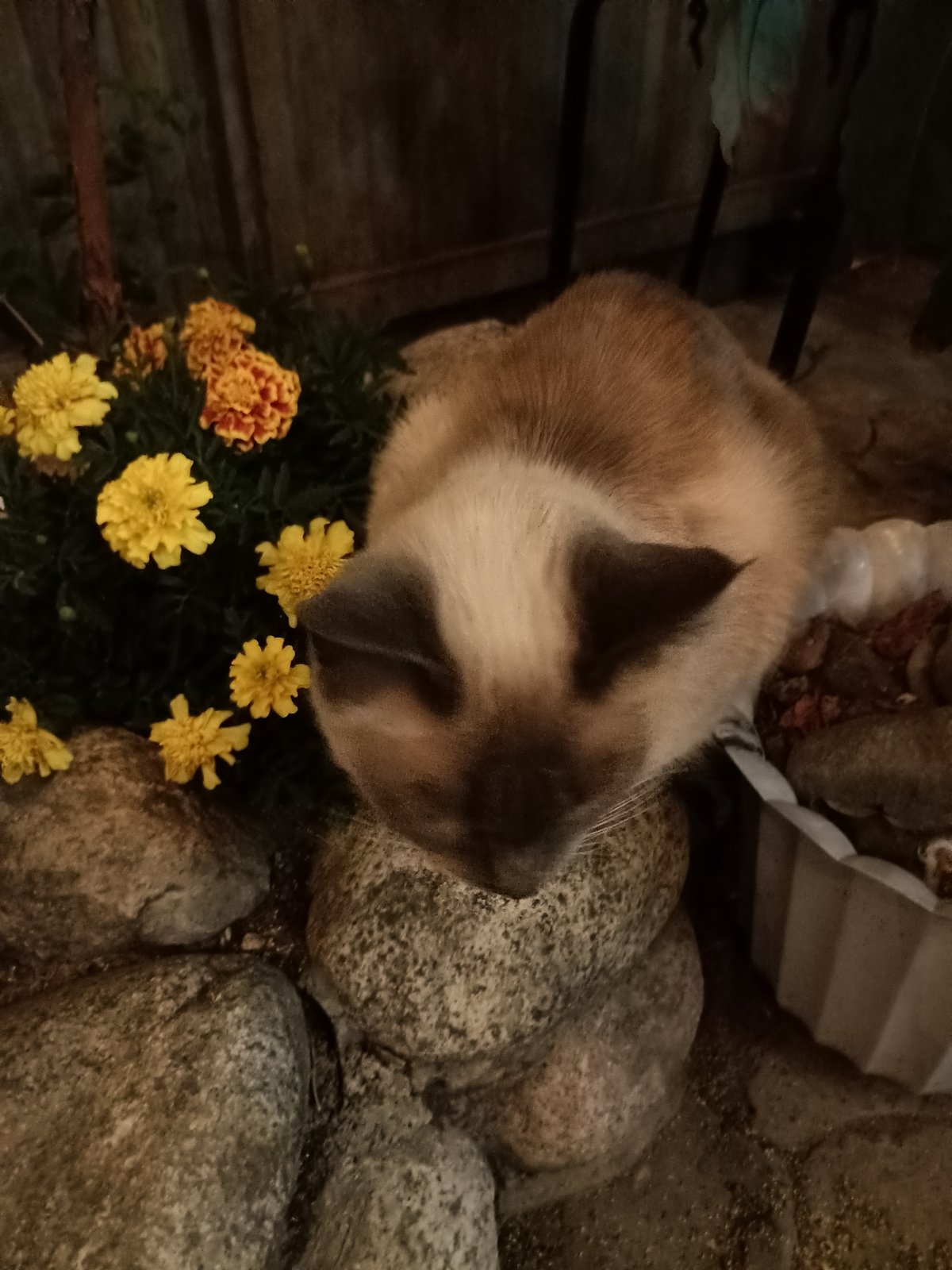 Cats observed lounging in outdoor spaces across Almaty