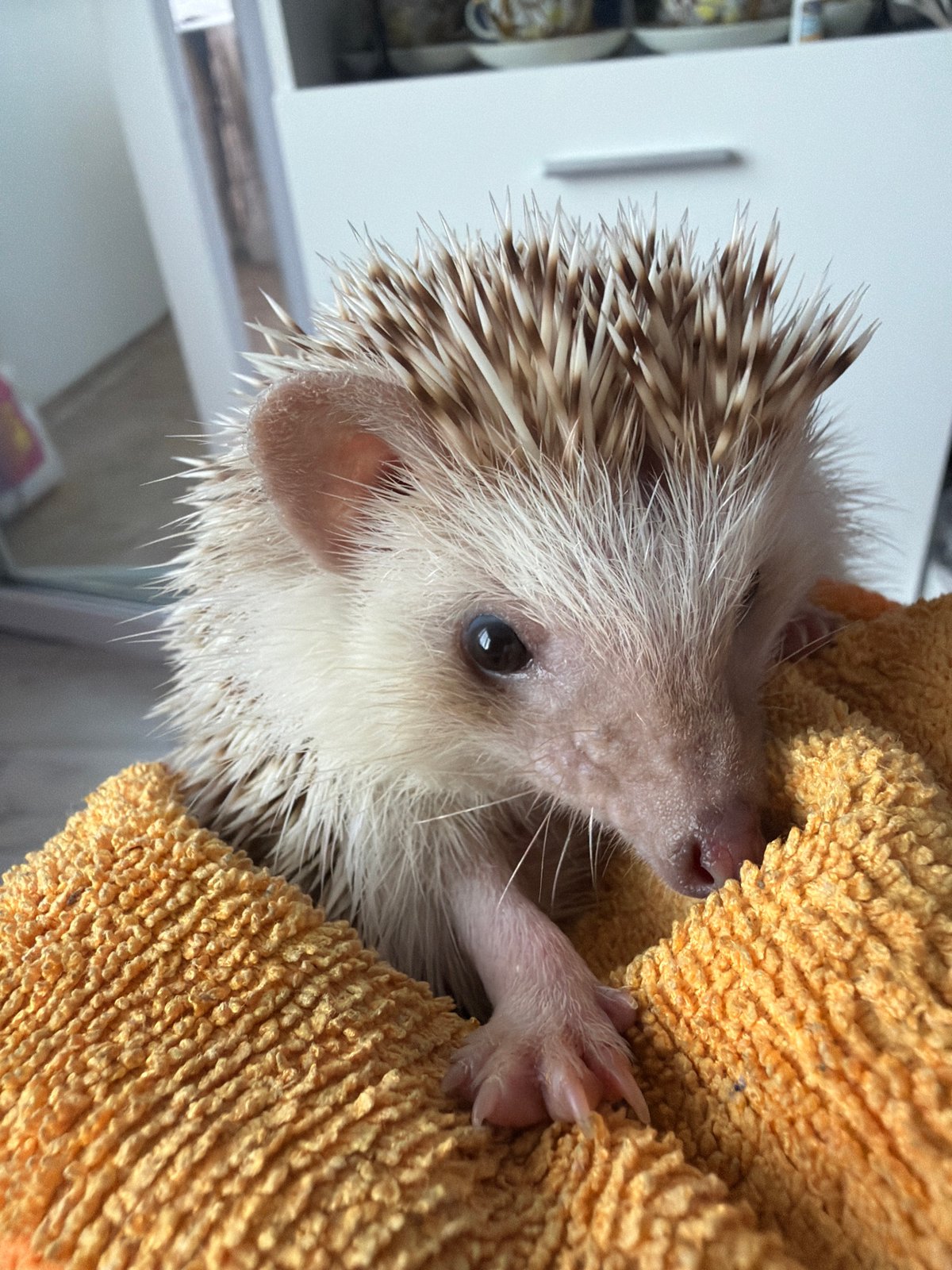 Morning photography session captures pet hedgehog, mythology collectibles in Sofia