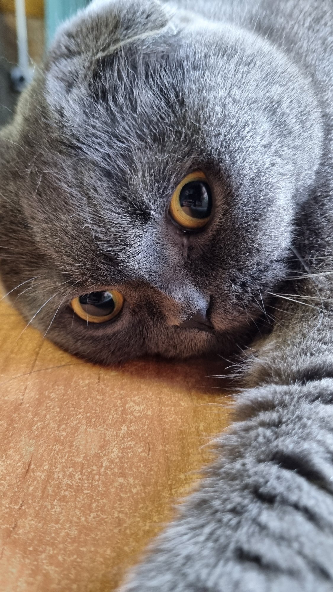 Scottish Fold cat photographed extensively at home in Russia