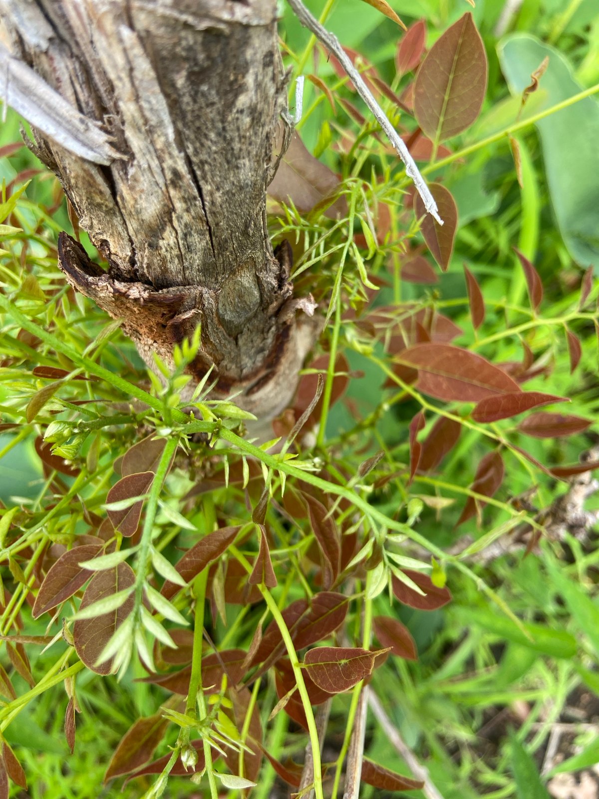 Nature documentation session captures flora and fauna in Mararaba