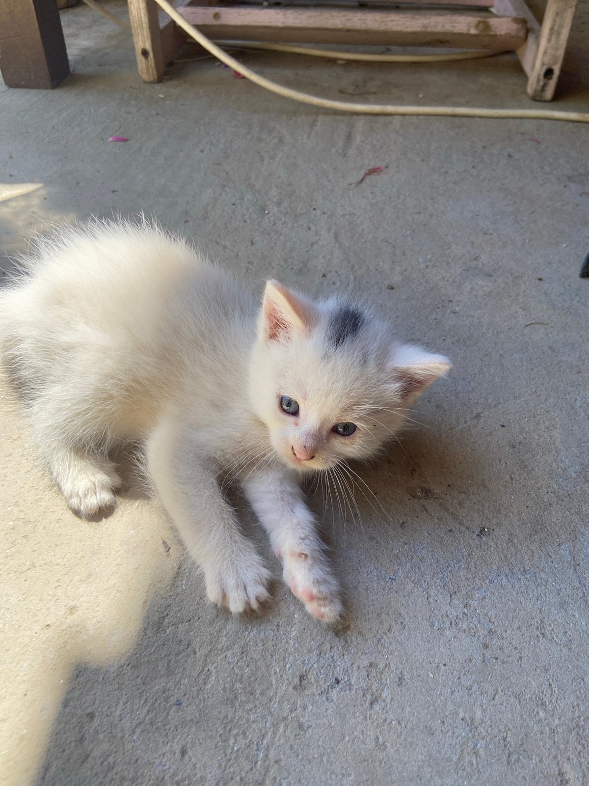 Kitten family spotted playing on concrete in Mindia, Bulgaria