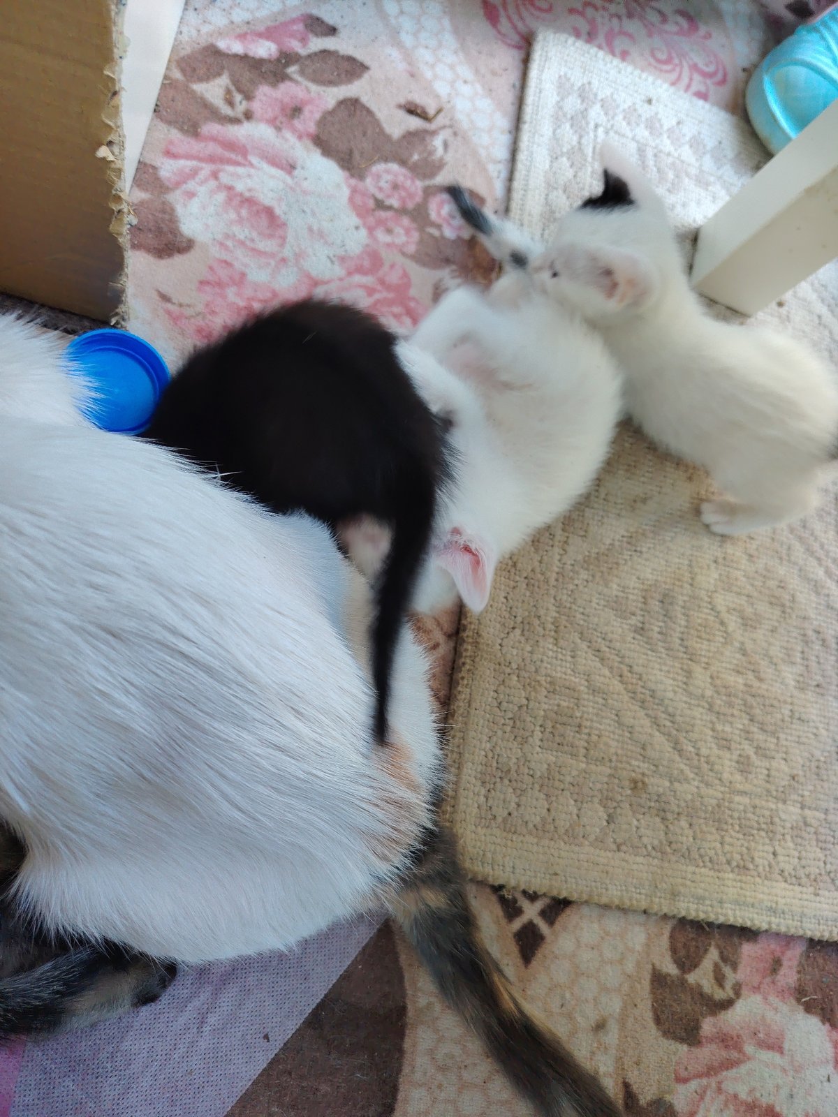 Konyaaltı kittens nurse, eat, and play at home