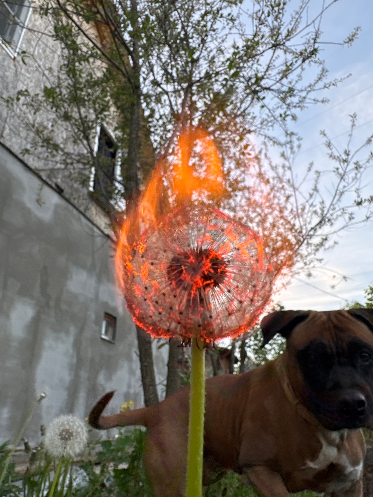 Person ignites dandelion with lighter in Chaikovsky, Russia