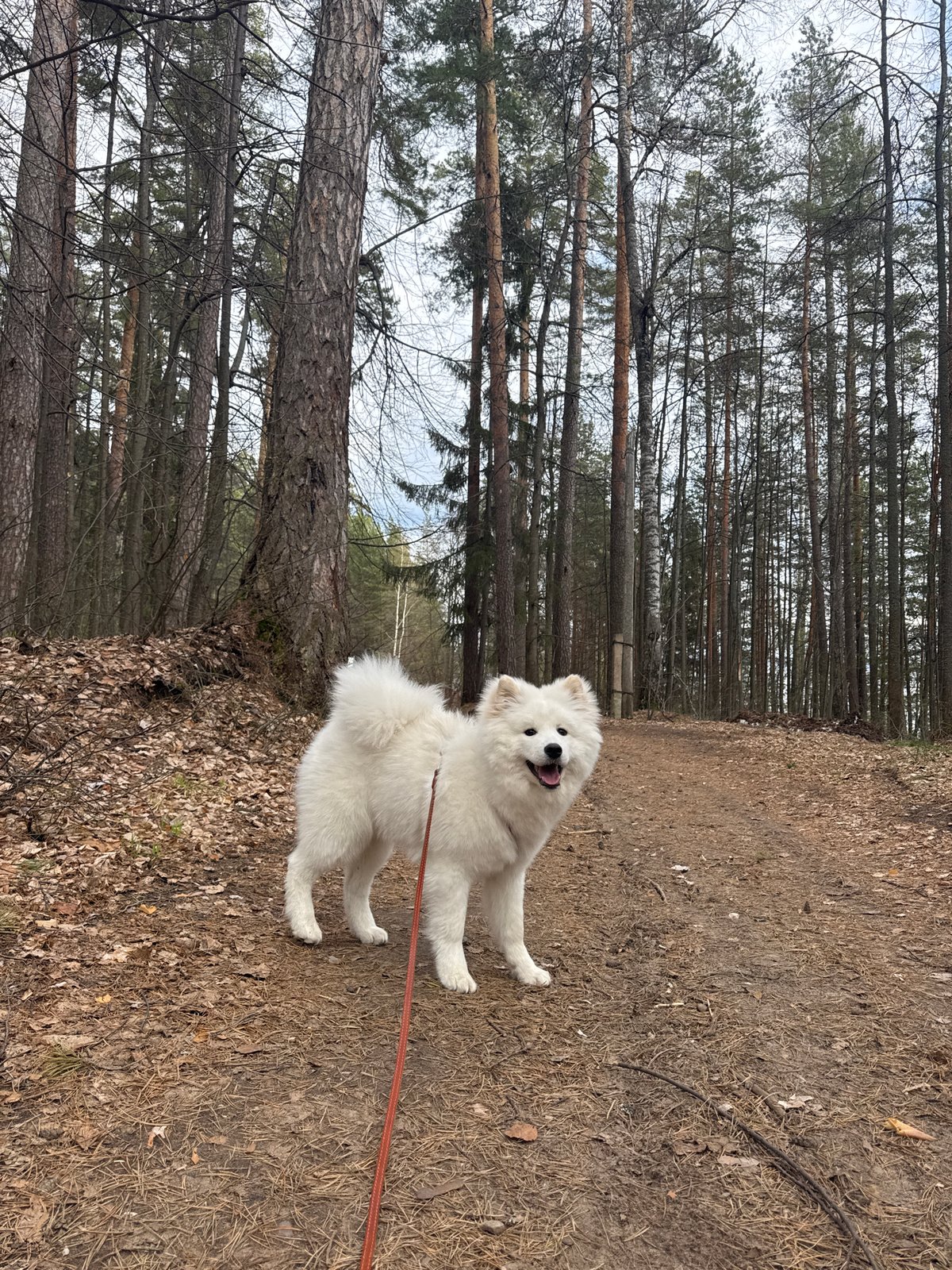 Woman walks Samoyed dog on forest path in Noviy