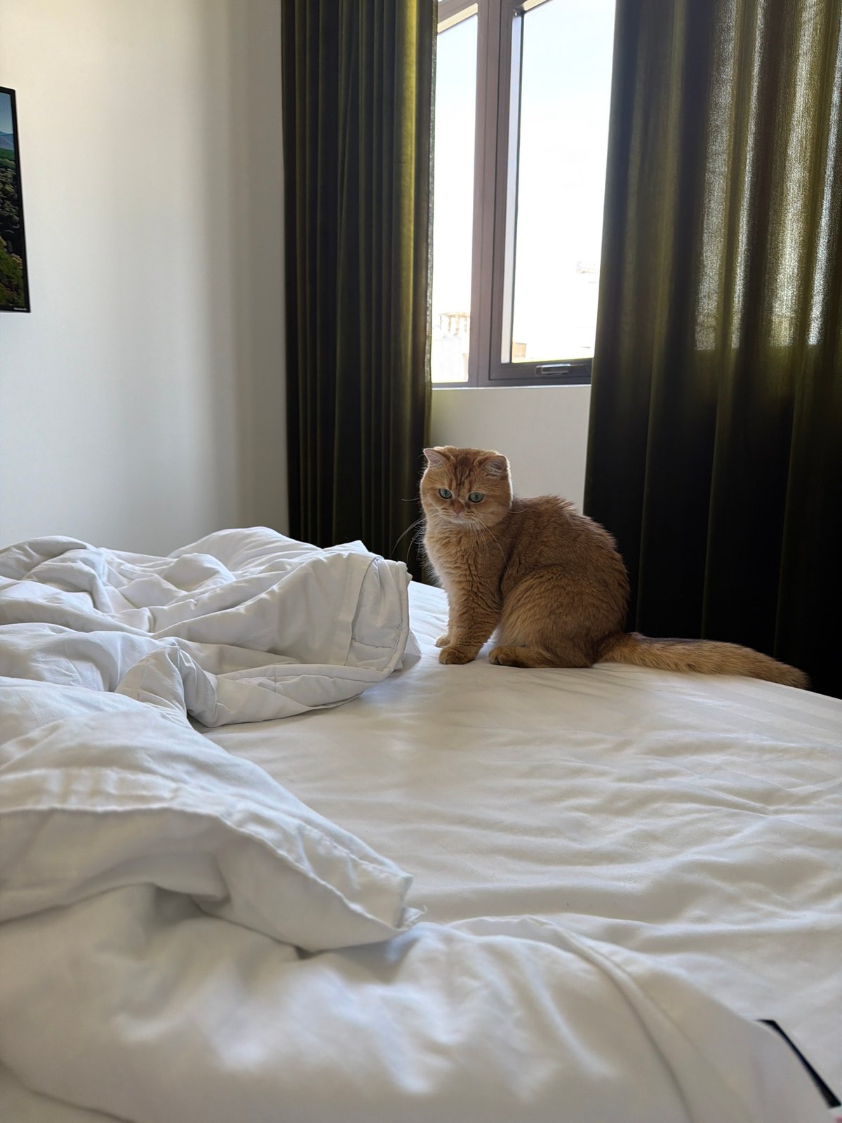 Orange cat spends morning hours on hotel bed in Đà Nẵng