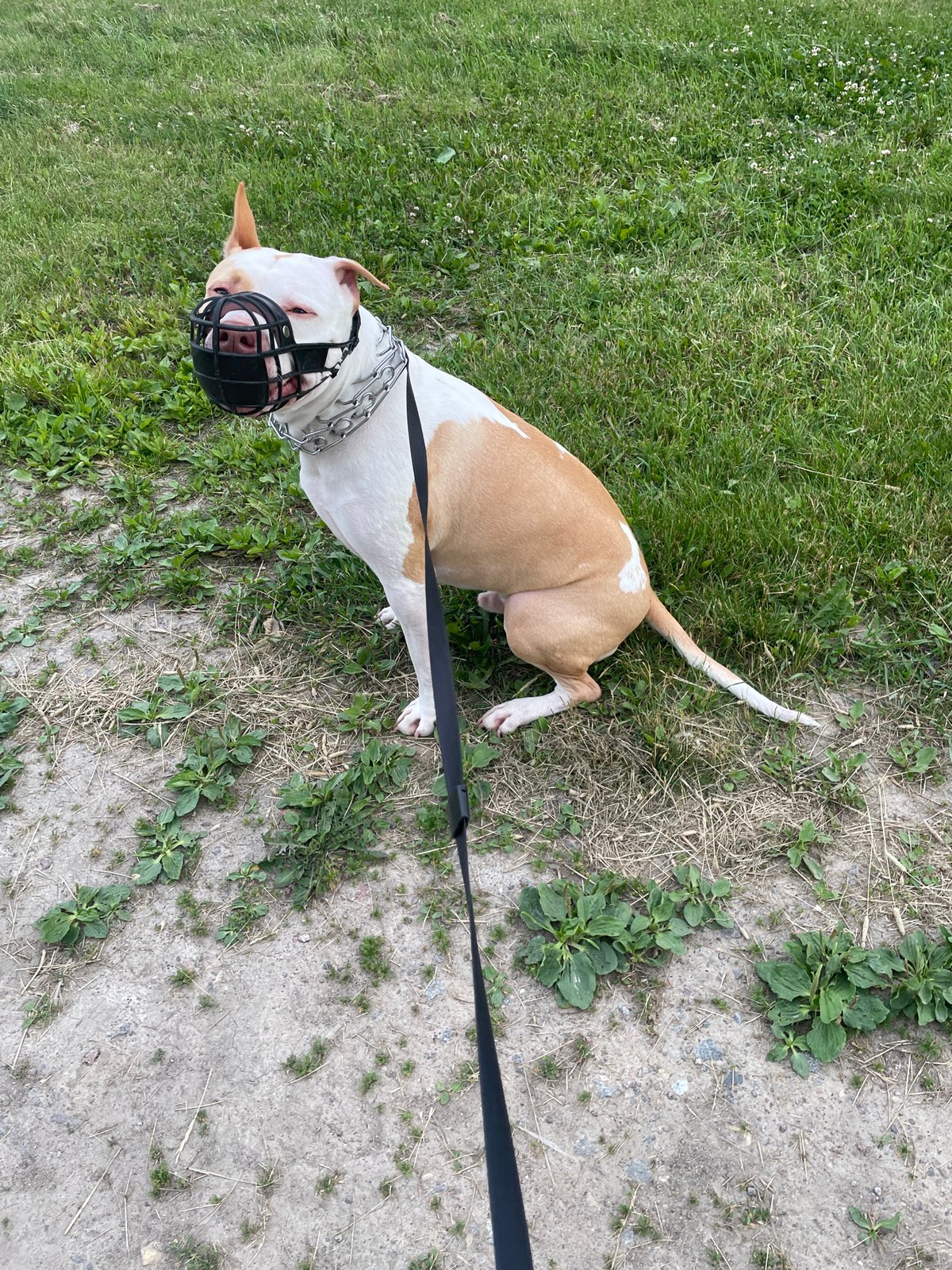 Muzzled pit bull out for a walk near residential buildings