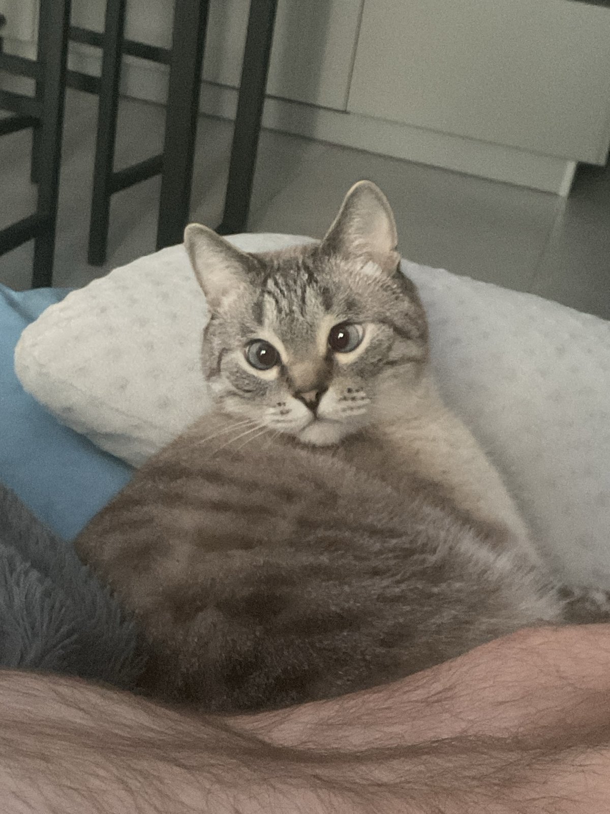 Tabby cat relaxing on a cushion, caught from multiple angles