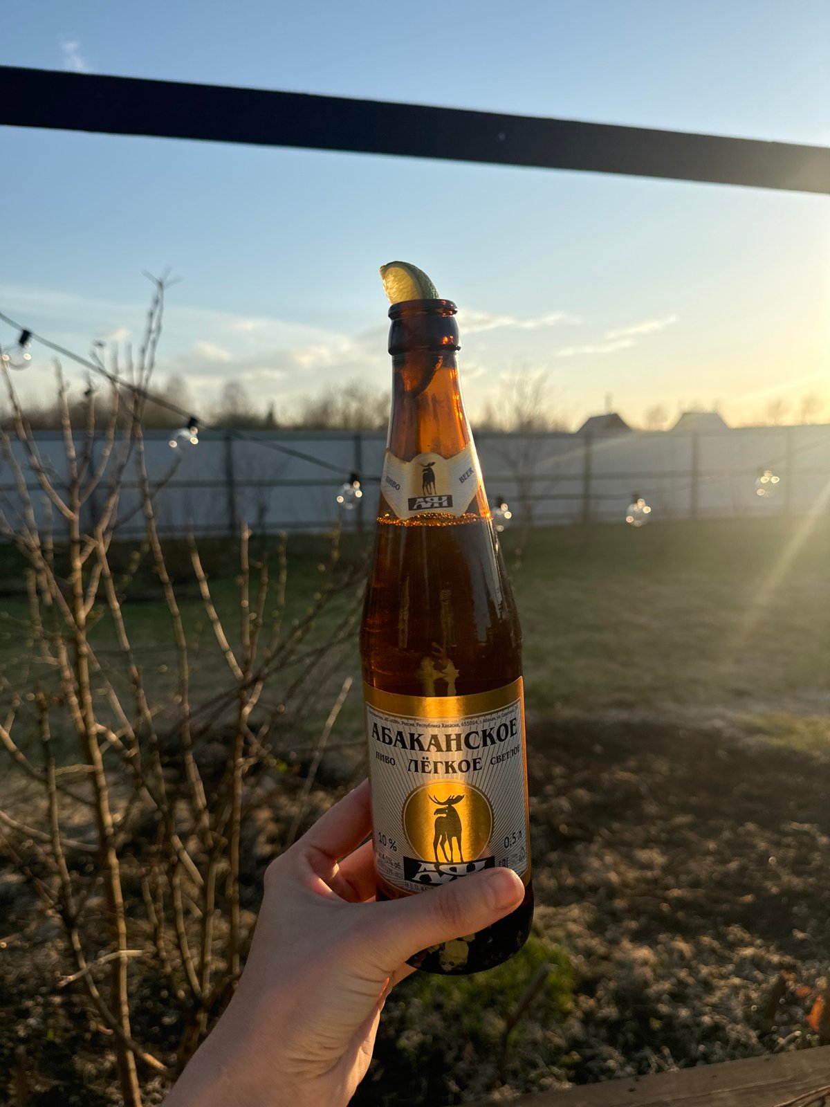 Casual backyard gathering with beer and beagle in Emel'yanovo