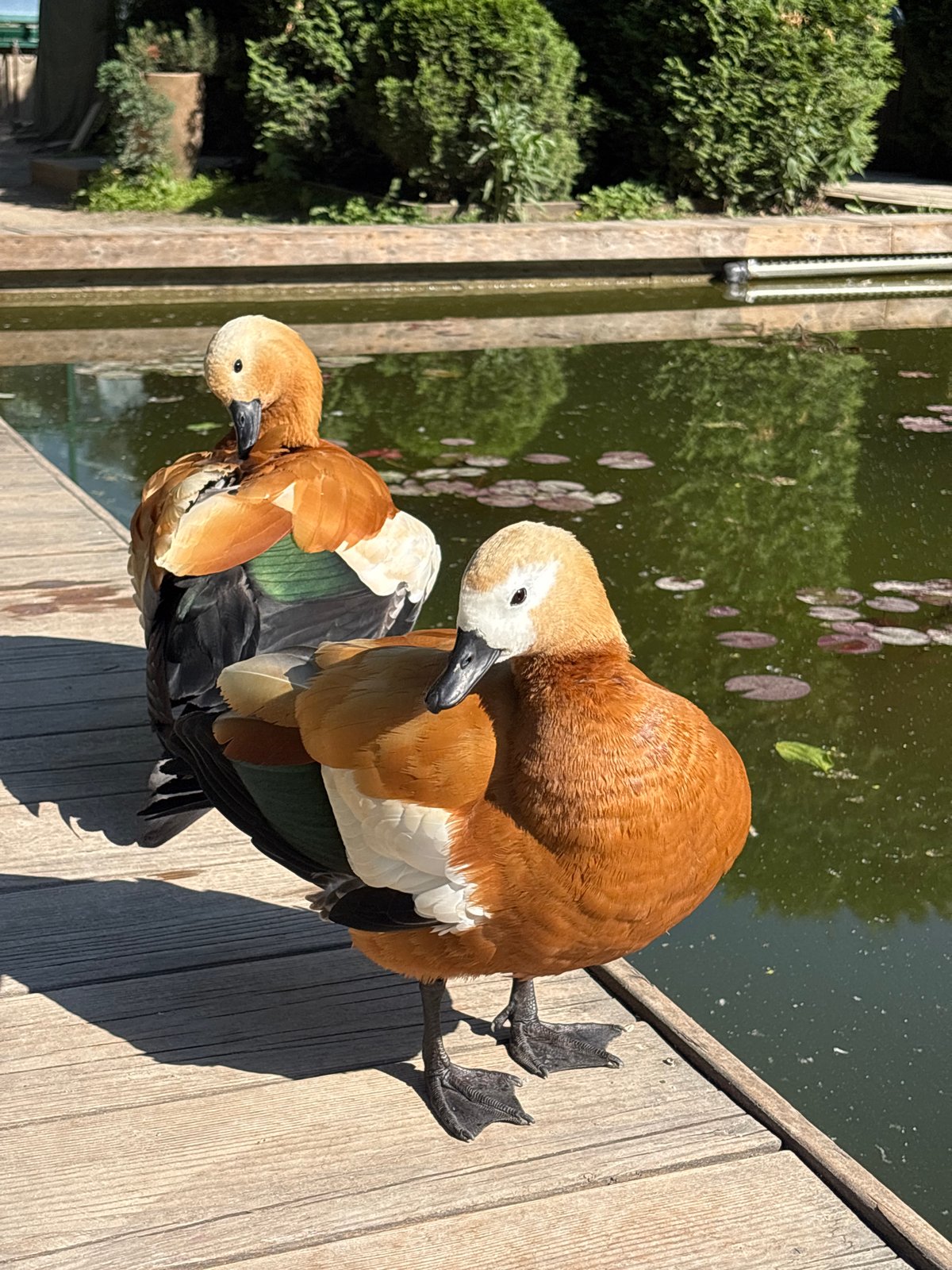 Moscow botanical garden visit features flowers, wildlife, peaceful afternoon