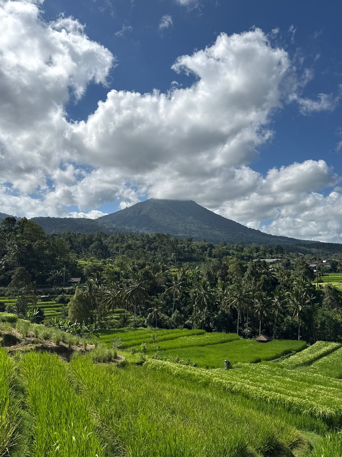 Morning landscape observed in Penebel's rice terrace region