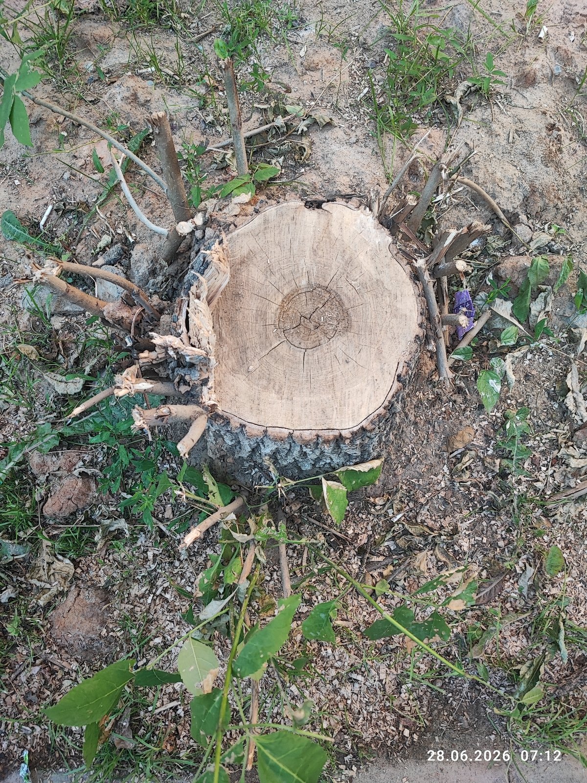 Morning scenes from Lytkarino: a cut stump and a sunlit sidewalk