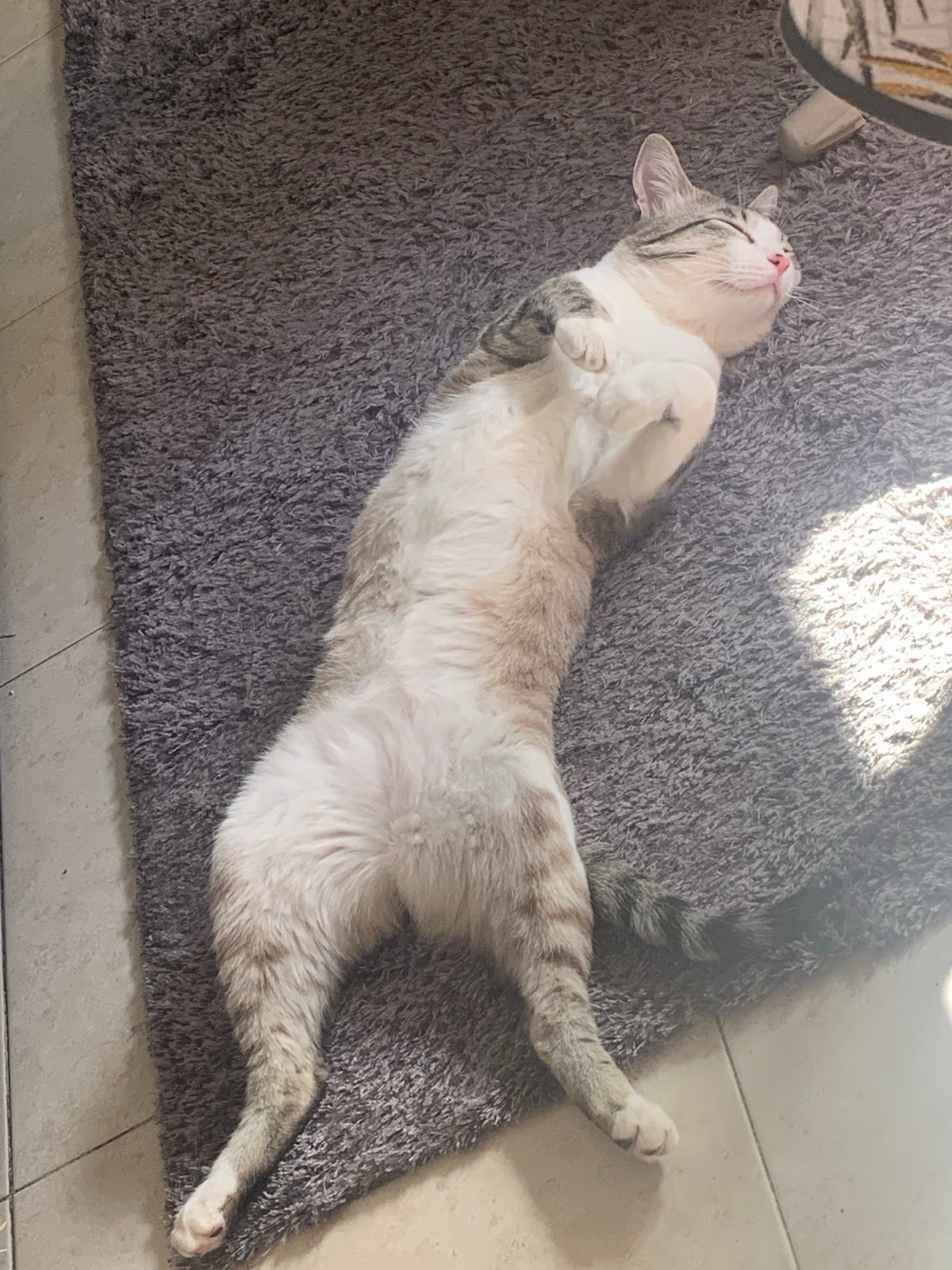 Gray cat lounges belly-up across Odivelas apartment floors