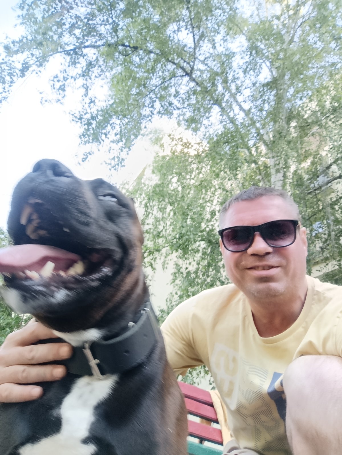 Afternoon dog walk through Ladyzhyn's sunny residential streets