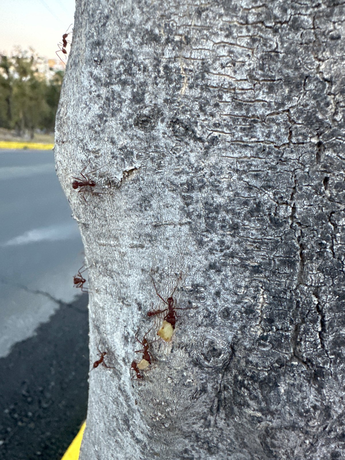 Ants observed foraging on tree bark in Puebla