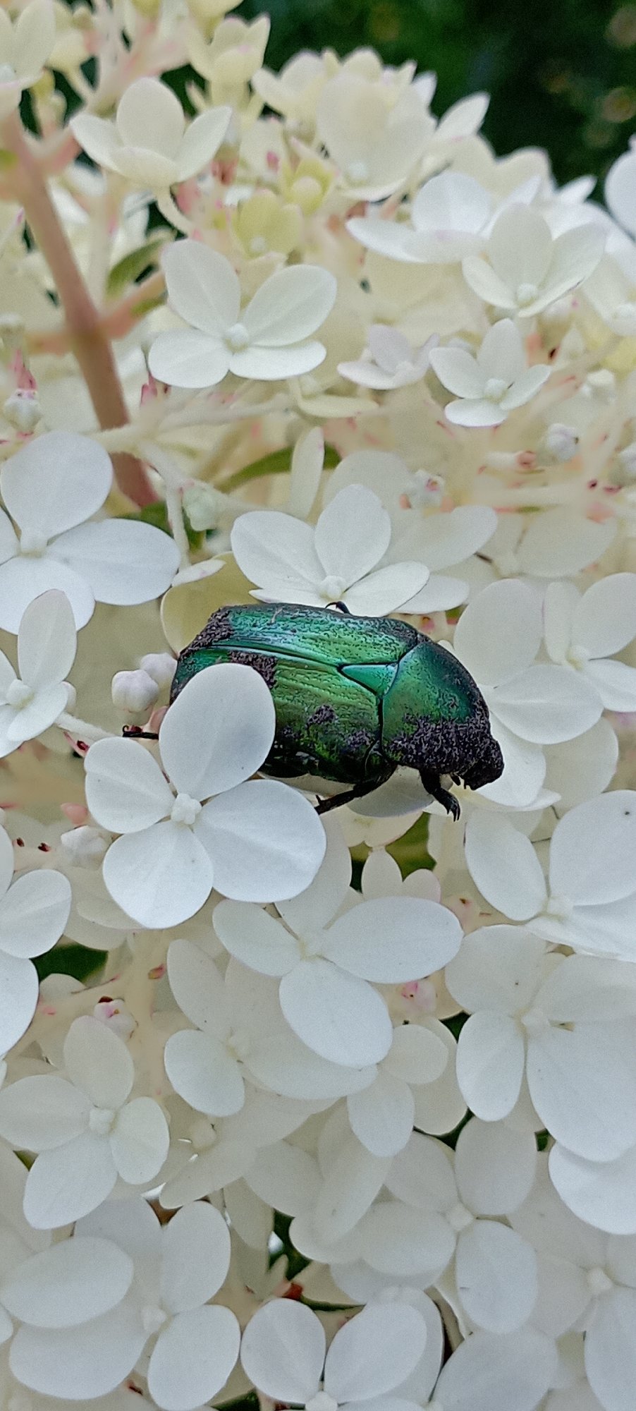 Beetles on hydrangeas and a sleepy cat in Radisne