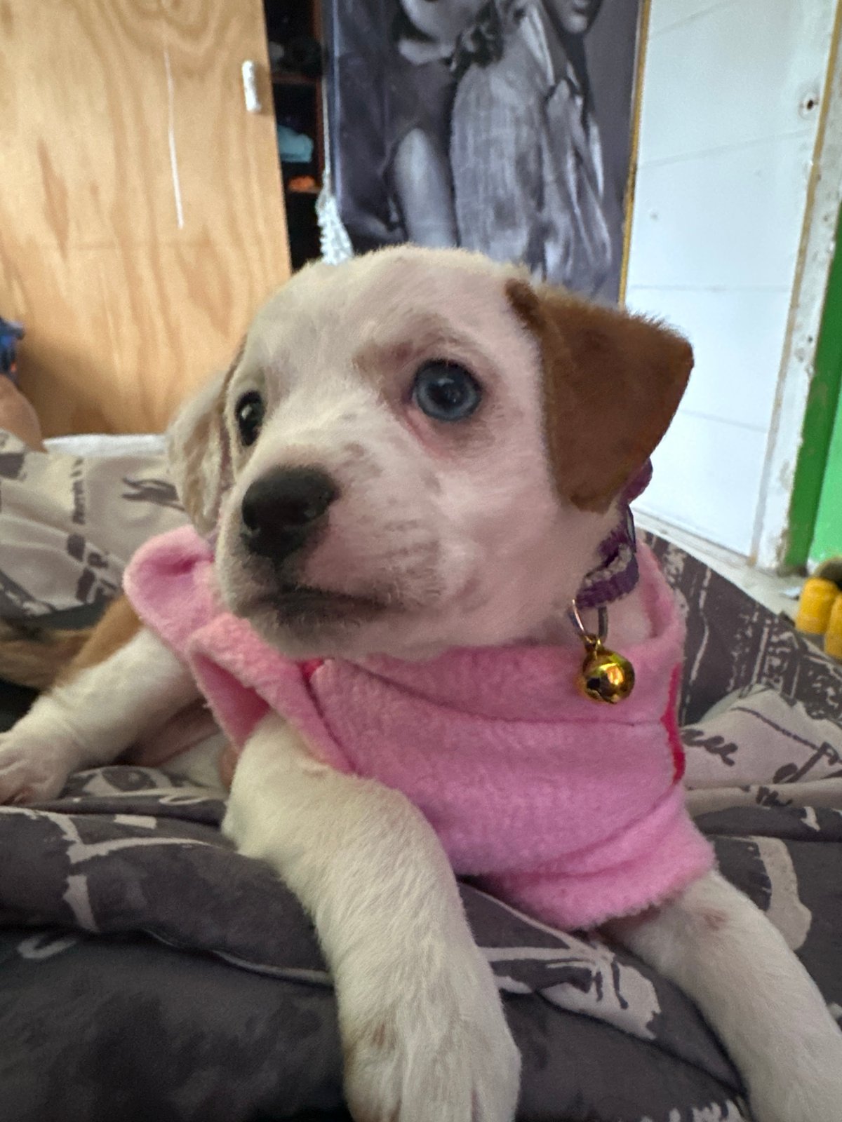 Dressed puppy spotted wearing pink sweater in Arica, Chile