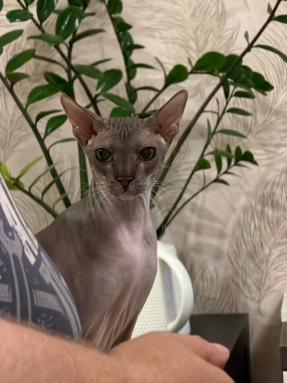 Evening domestic life documented in Izhevsk apartment with Sphynx cat