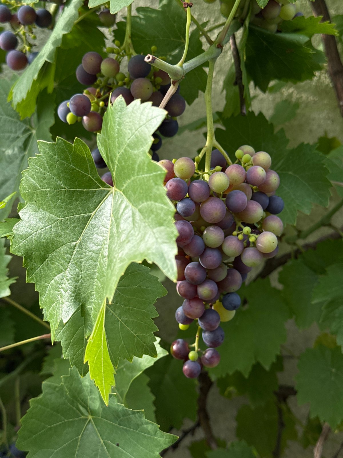 Summer garden check: grapes, chickens, and homegrown produce in Bavaria