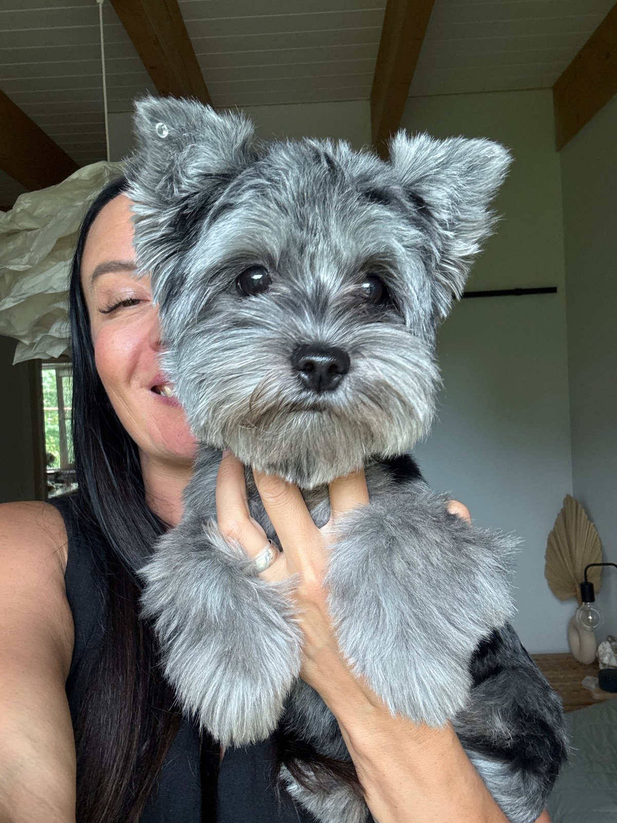 Silly selfies with a miniature schnauzer at home in Chaikovsky