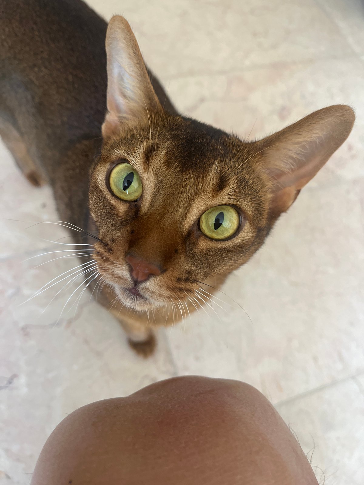 Abyssinian cat relaxing and roaming an indoor space