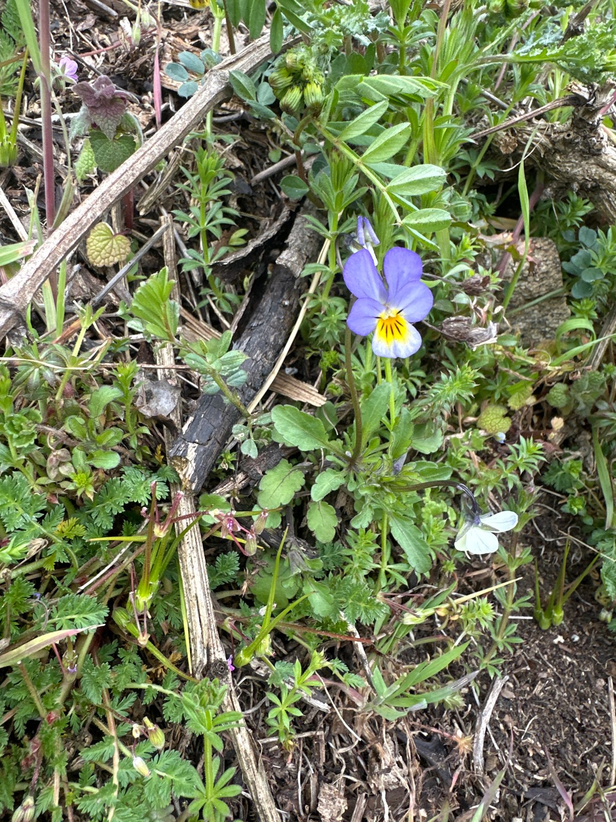 Person forages parsley amid wildflowers in Bulgarian village