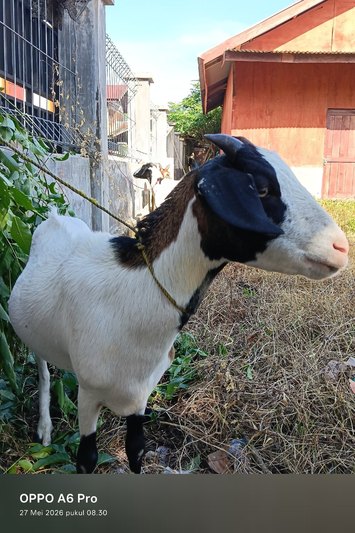 Rural livestock activity observed in Aceh province villages