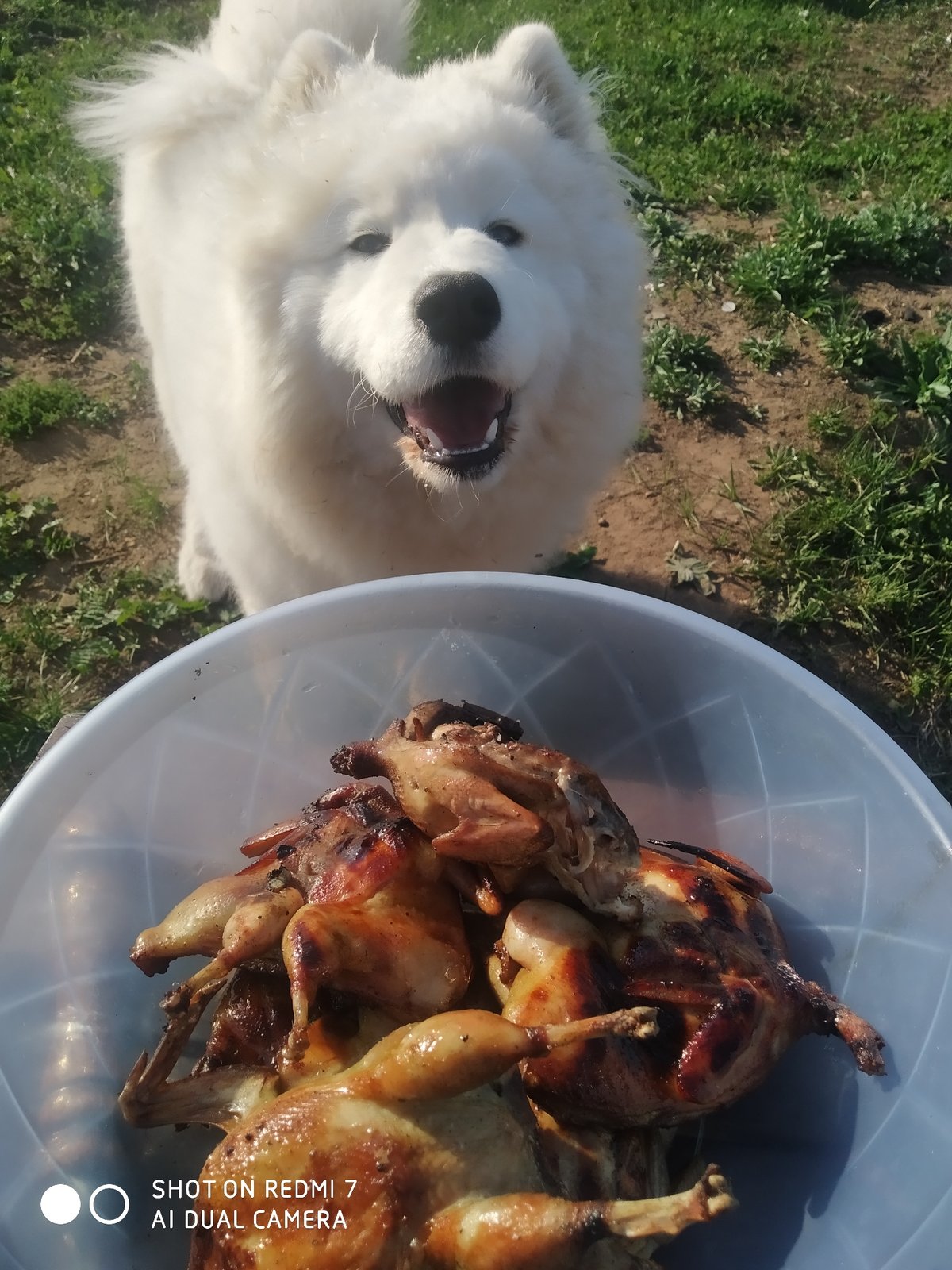 Samoyed dog spotted with bowl of cooked hens in Russia