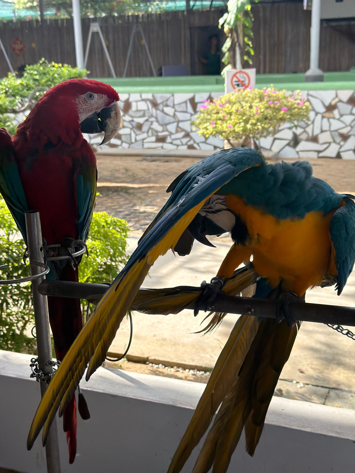 Morning visit to Vietnam farm zoo captures macaws, koi, gardens