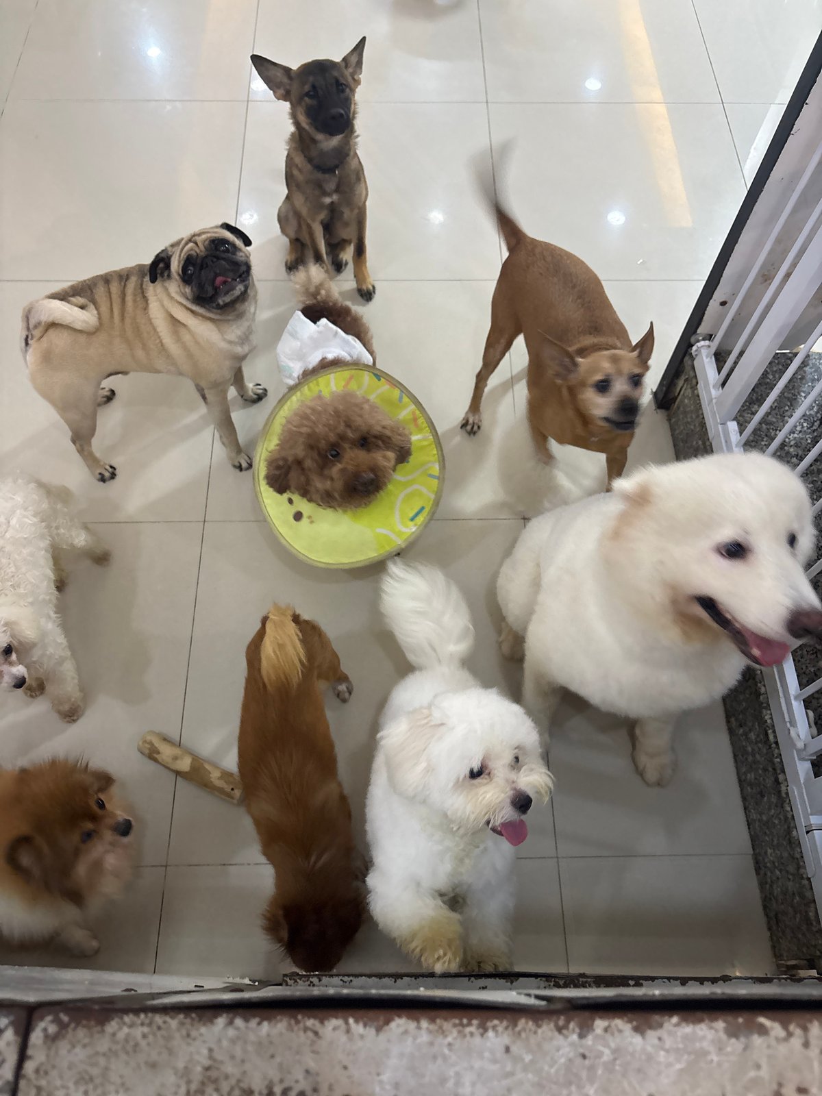Mixed pack of dogs at a Đà Nẵng pet facility