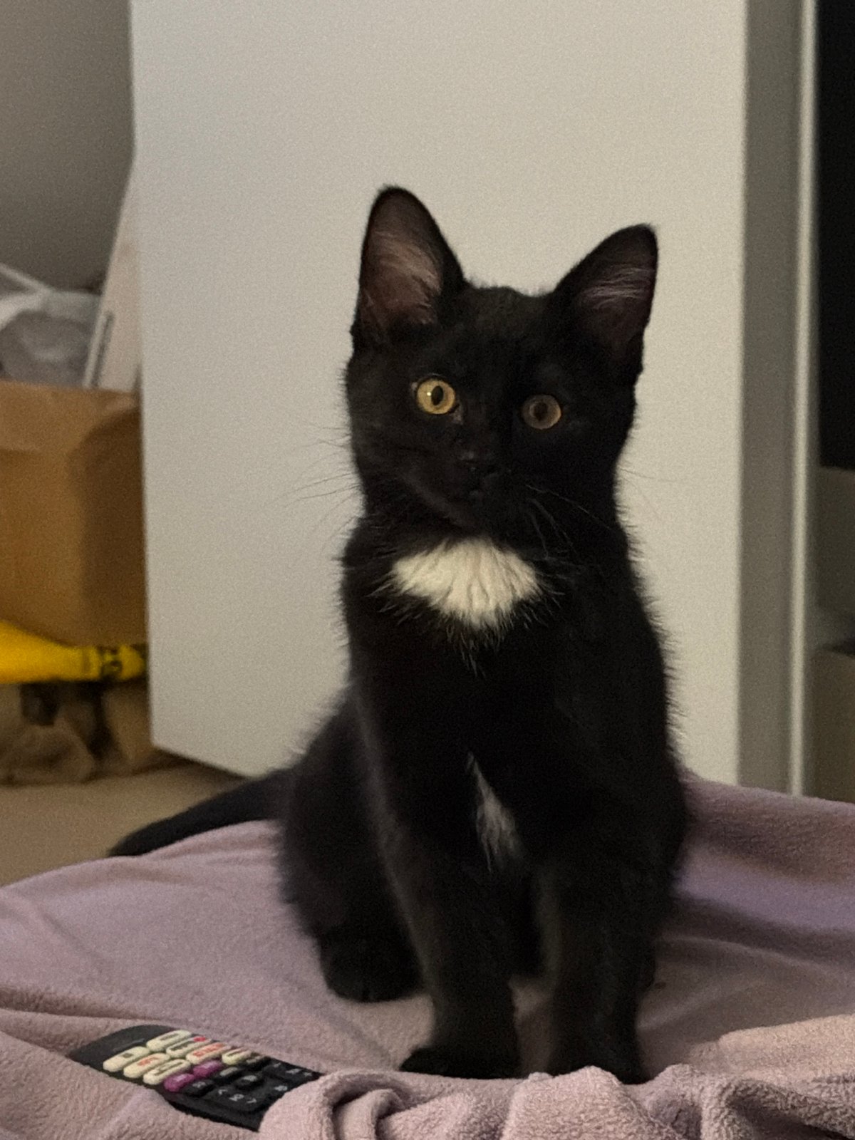 Black and white cat spotted indoors in New Westminster