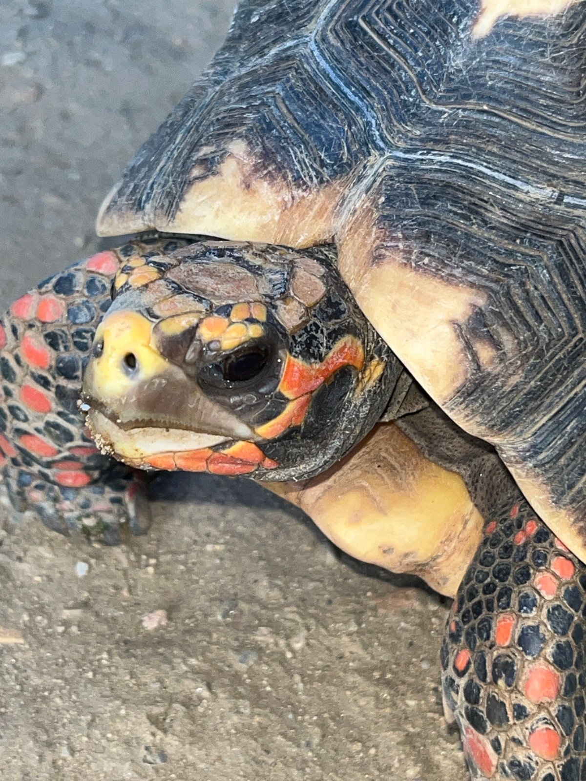 Wildlife photography session documents turtle, parrot in Tinaquillo