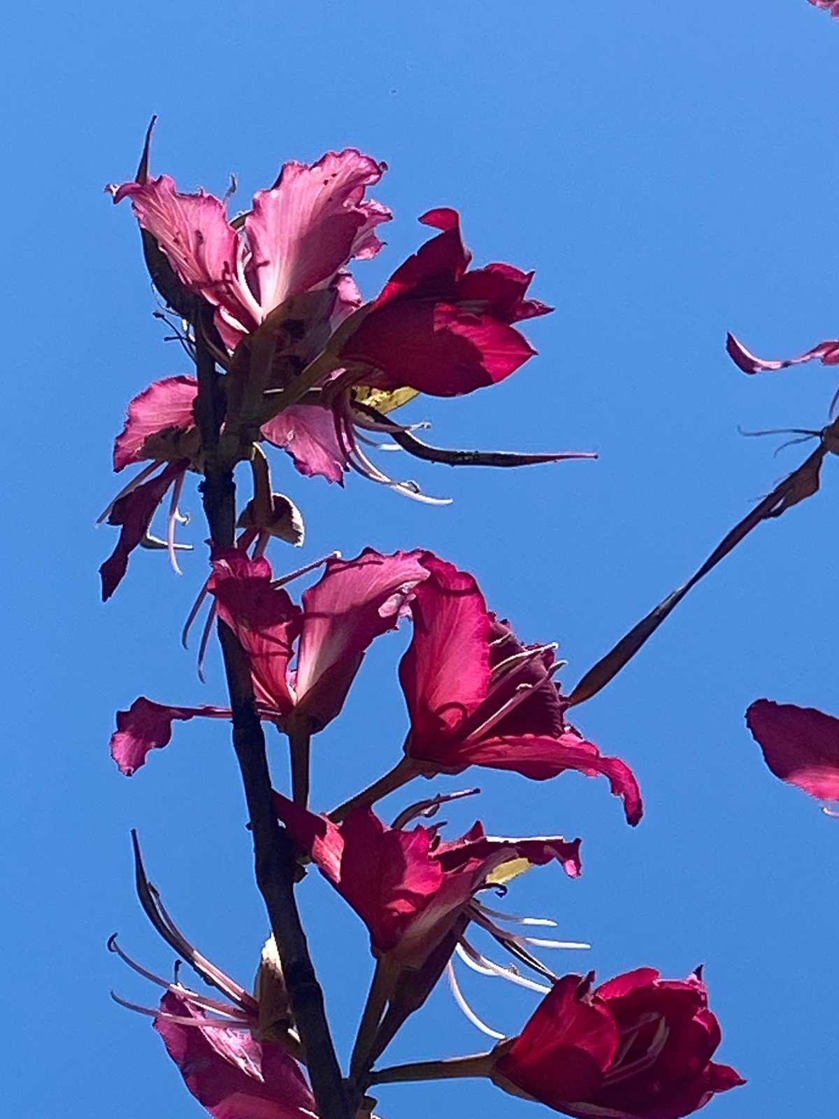Hong Kong Orchid Tree blooms in Alanya, Turkey