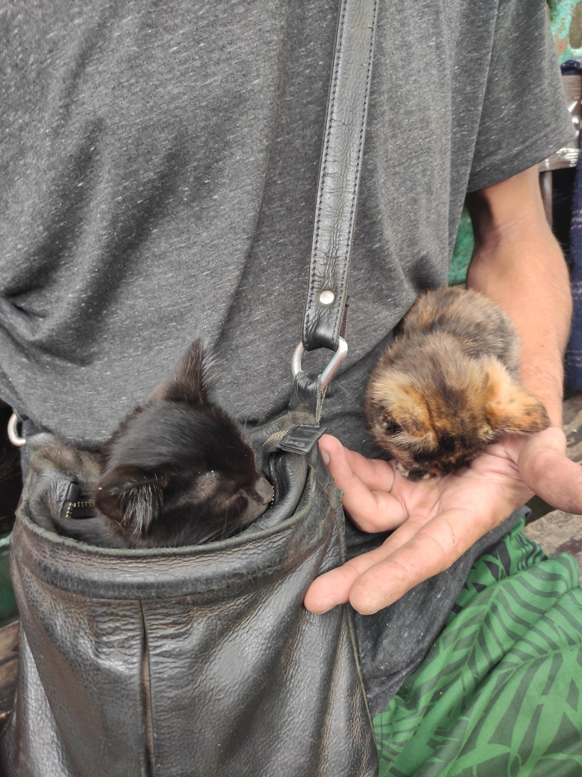 Cats napping, peeking, and being held up close