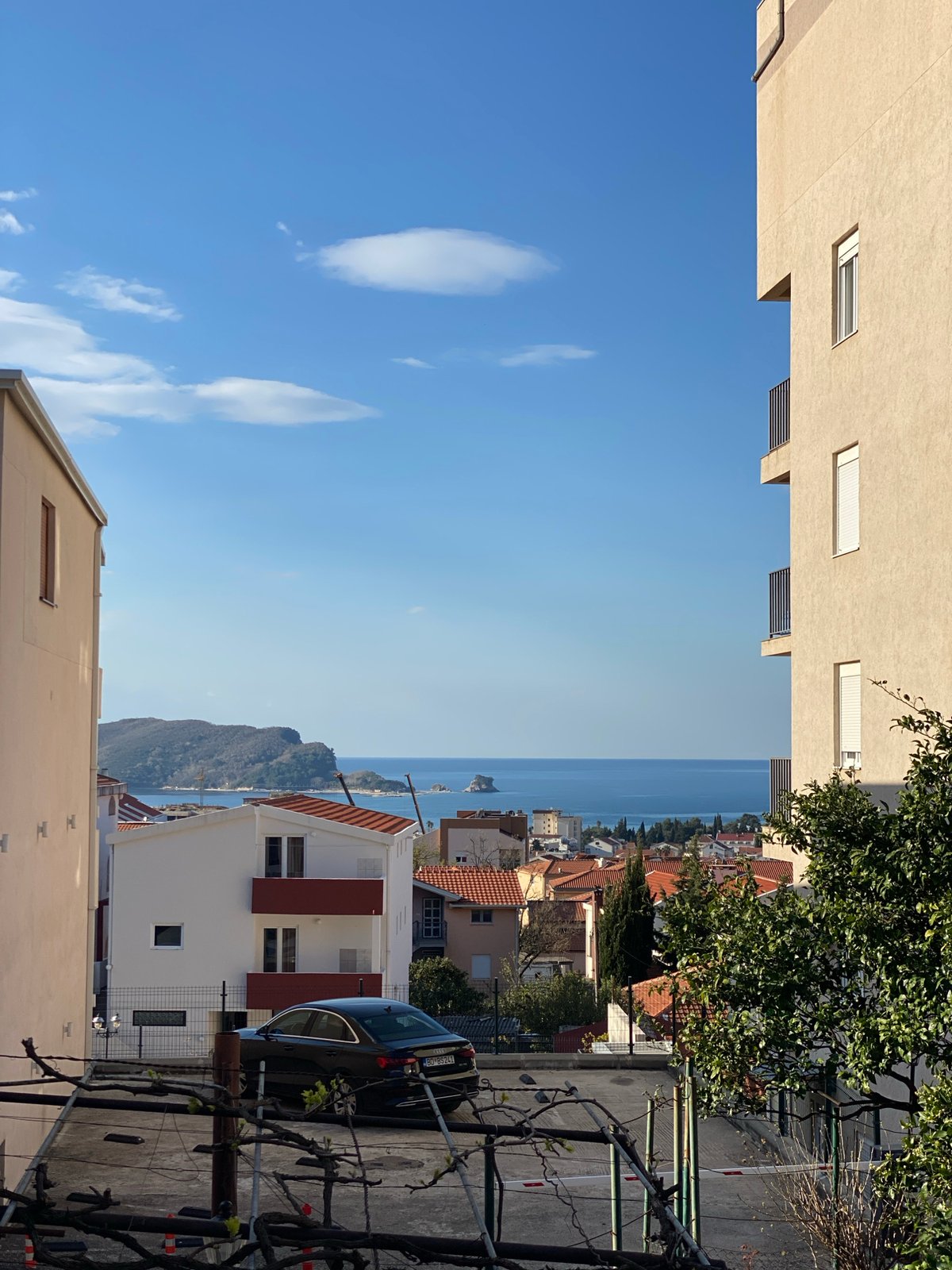Spring morning botanical survey documented across Budva streets