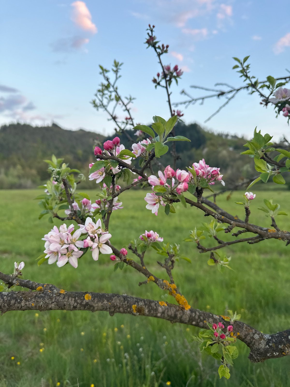Spring blooms and sunset documented in Rudozem, Bulgaria countryside