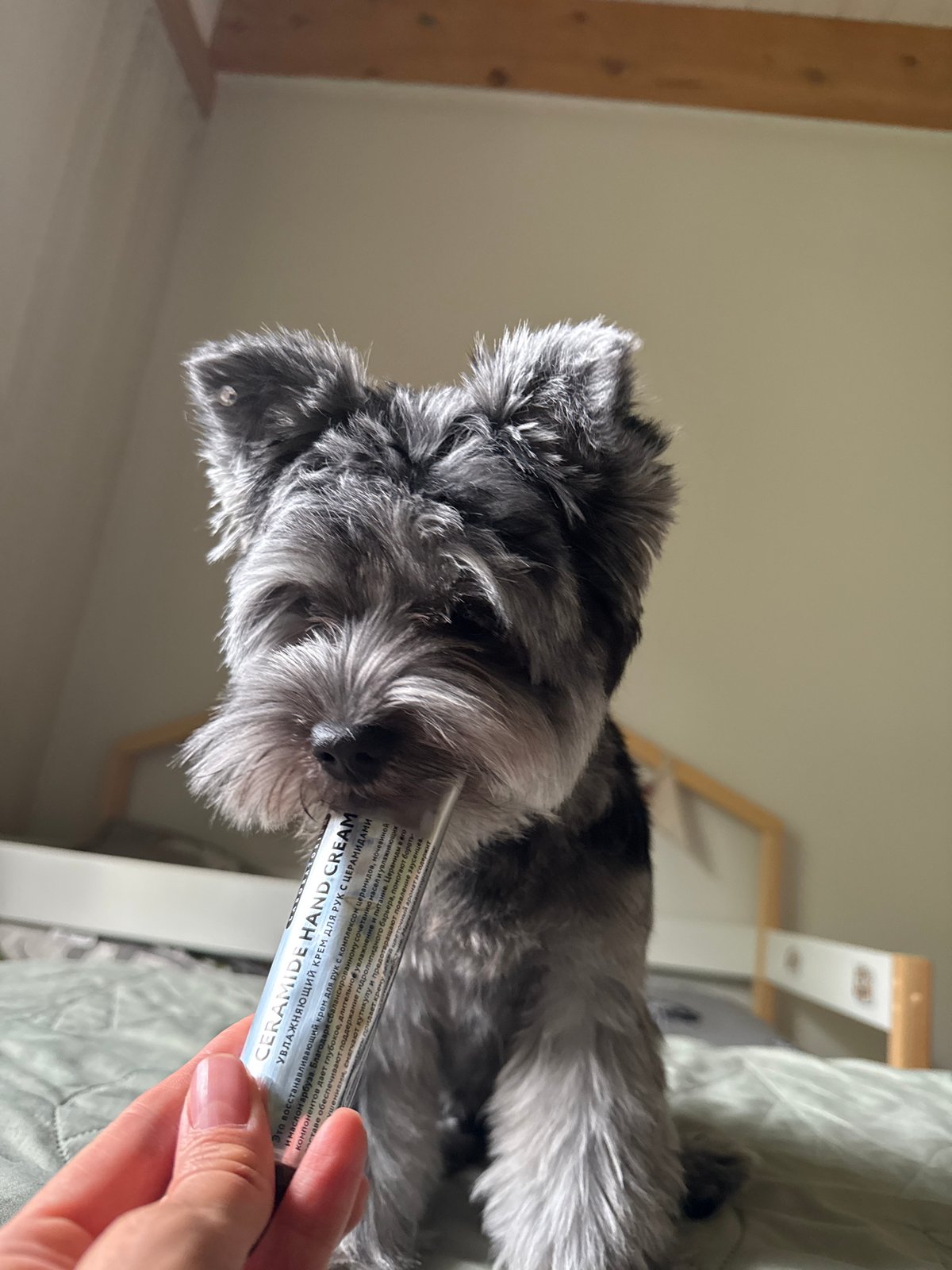 Miniature Schnauzer steals the hand cream in Chaikovsky