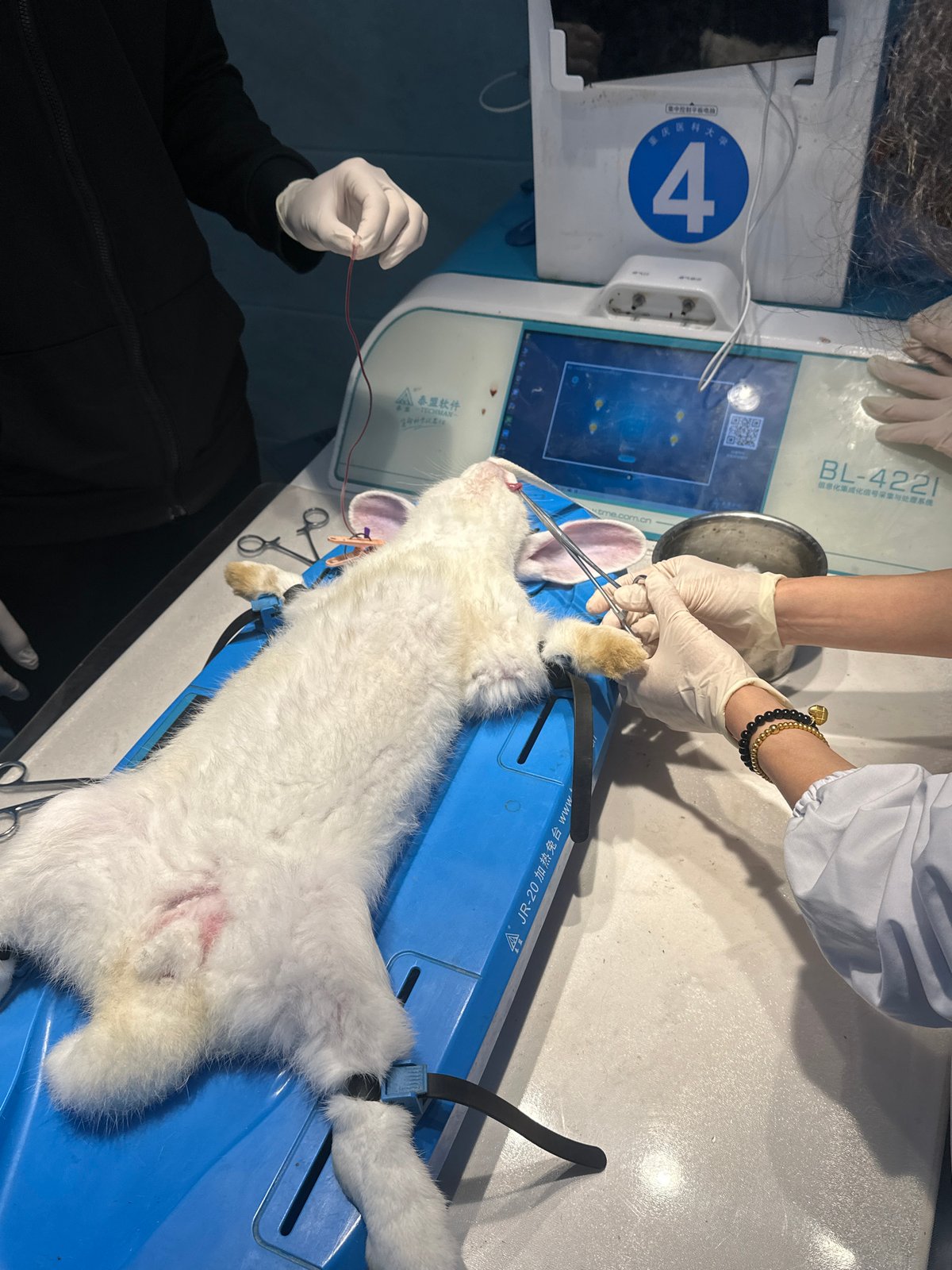 Medical procedure performed on rabbit in Chongqing laboratory