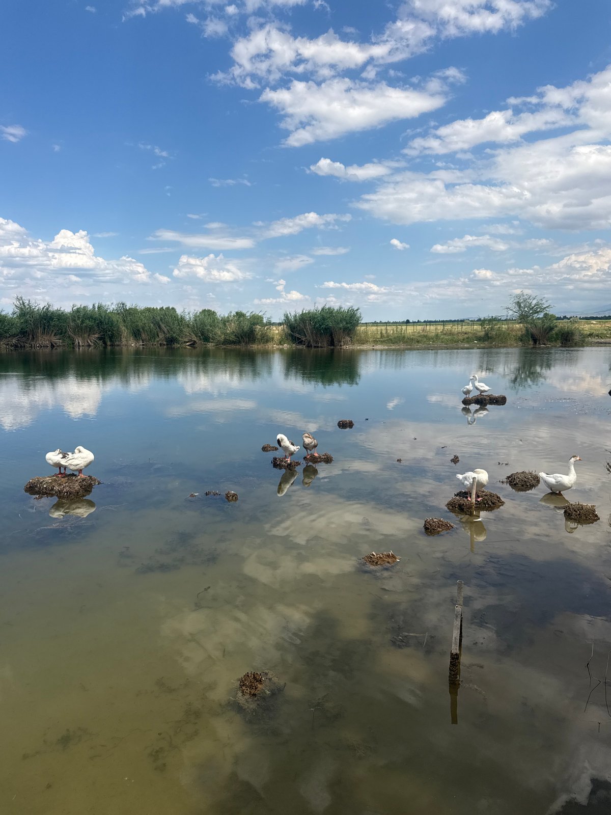 Birds on a reed-edged pond near Voznesenovka, Kyrgyzstan