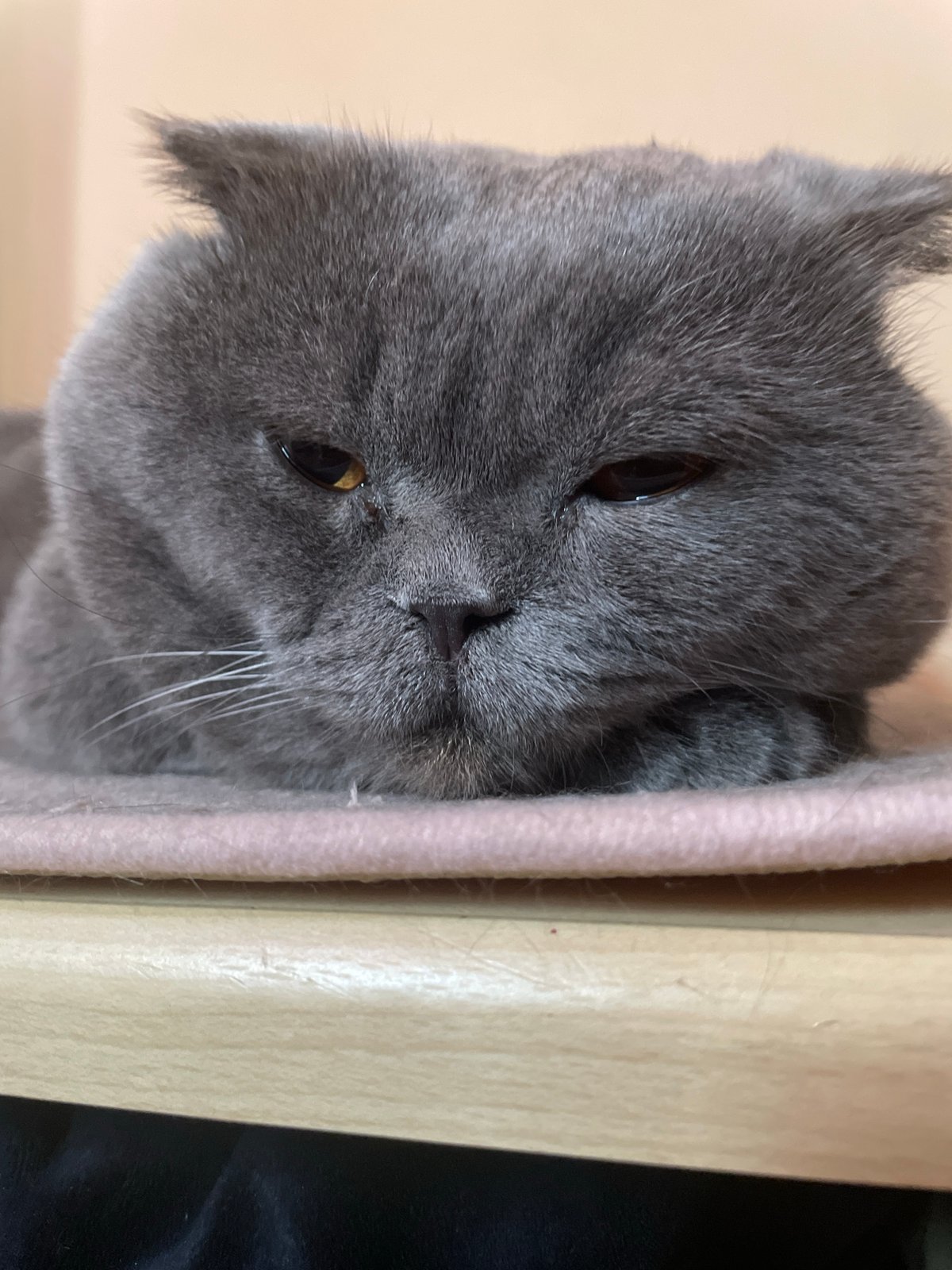 Gray Scottish Fold cat chilling on a pink surface, multiple angles