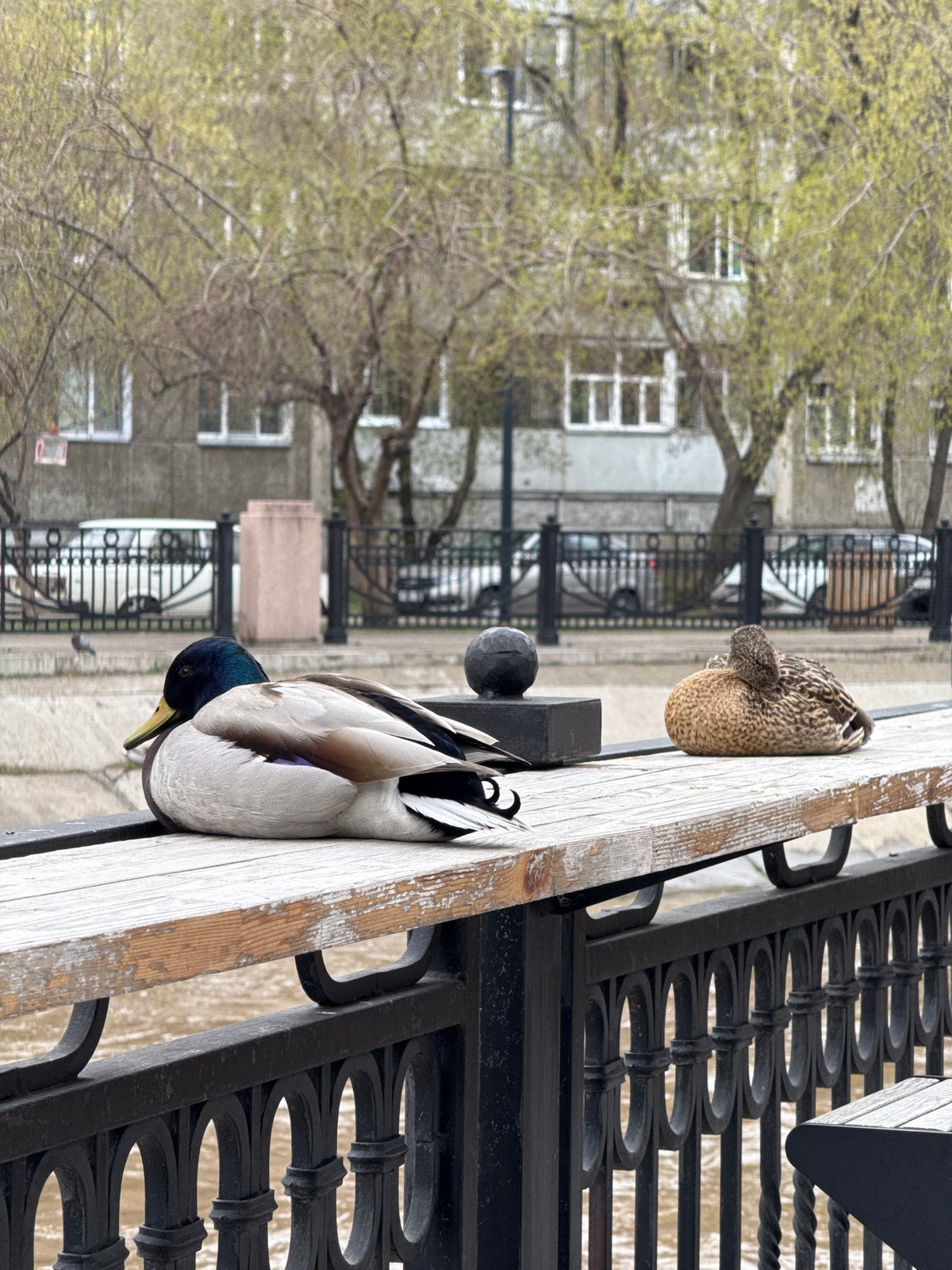 Mallard ducks rest on benches along Krasnoyarsk riverfront