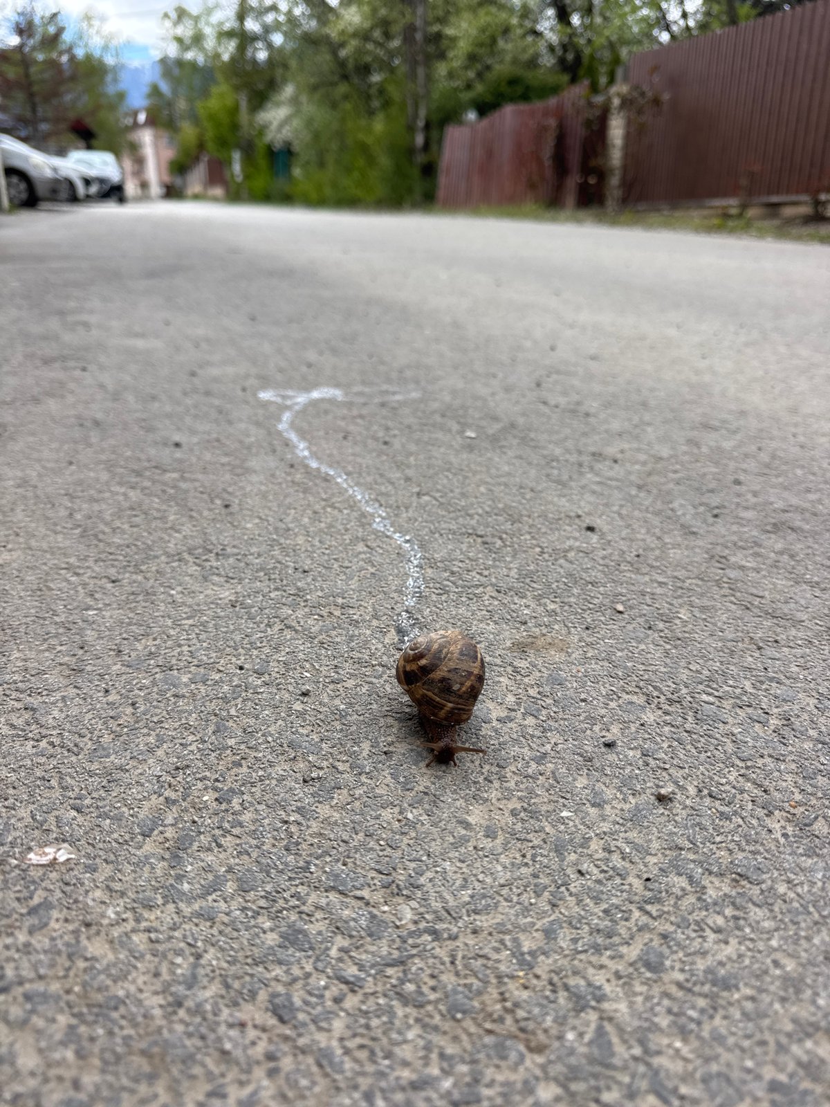 Sofia residents capture snail crossing, mealtime moments Thursday morning