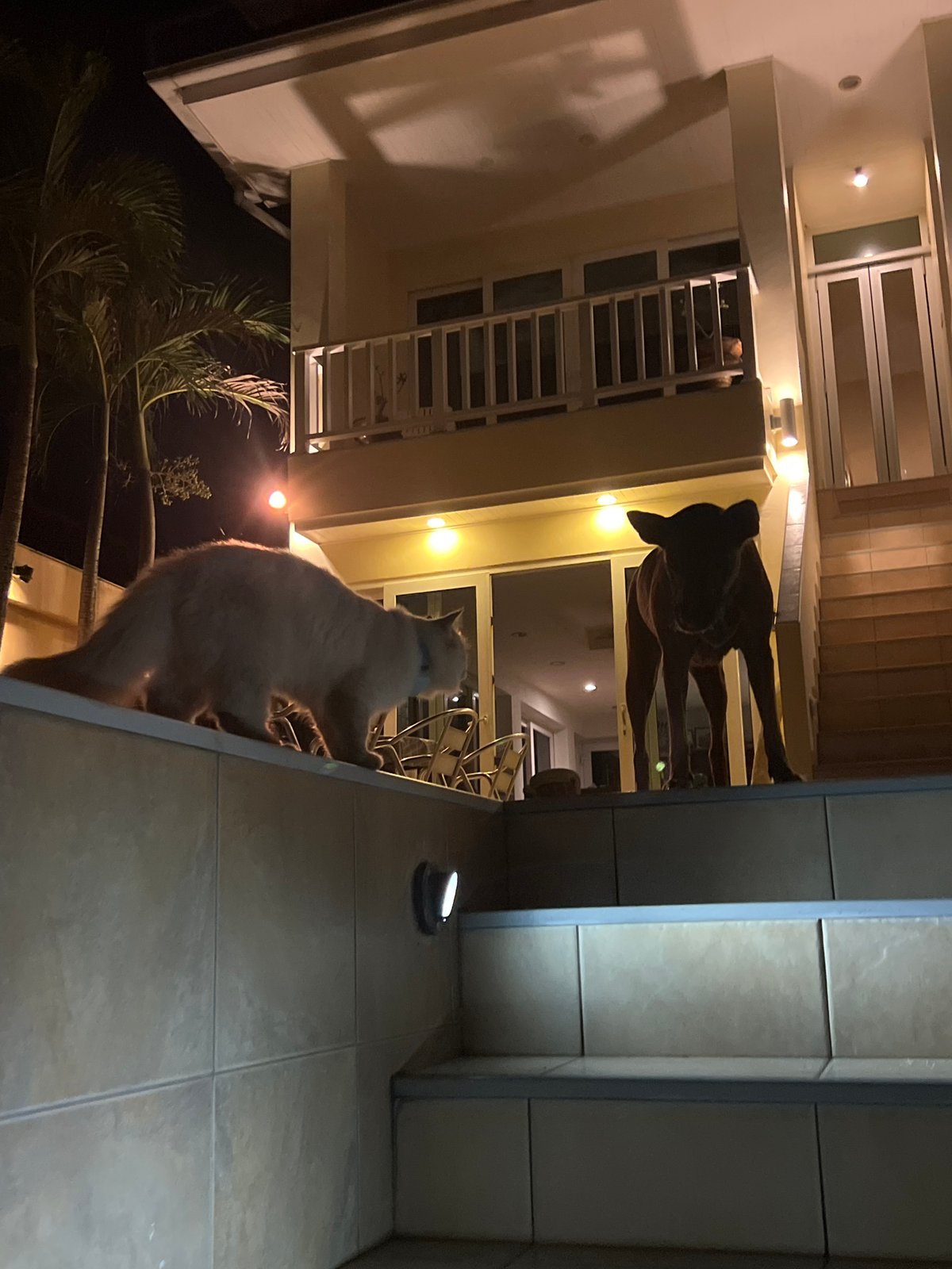 Cats and a dog hanging around a quiet beach at night