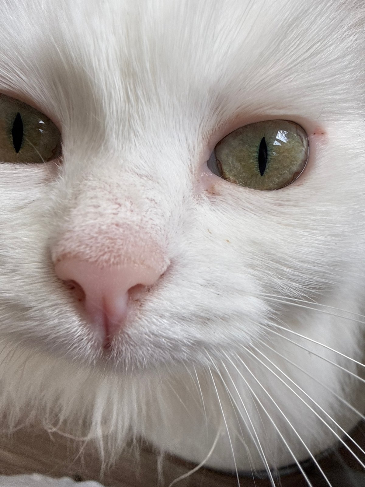Fluffy white cat photographed up close in Chaikovsky
