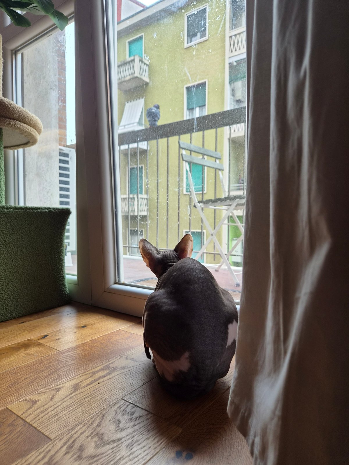 Sphynx cat watches pigeon from Milan apartment window