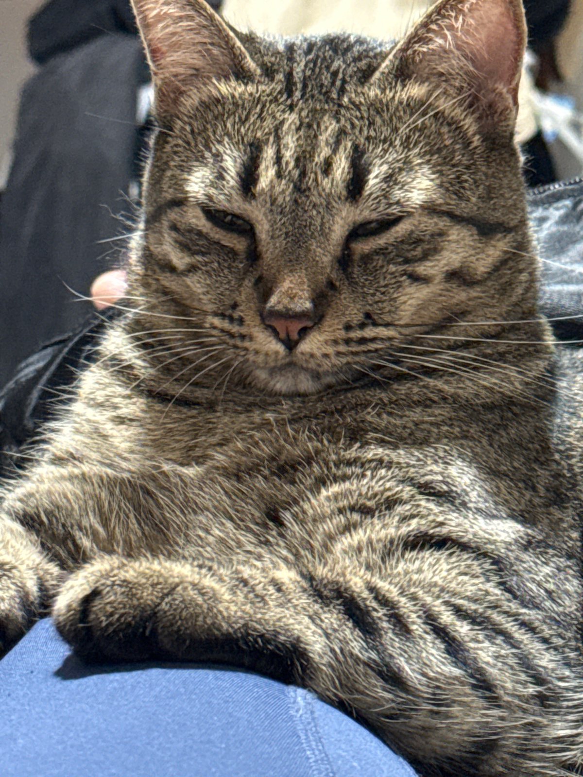 Woman and tabby cat share quiet morning moments in Puebla